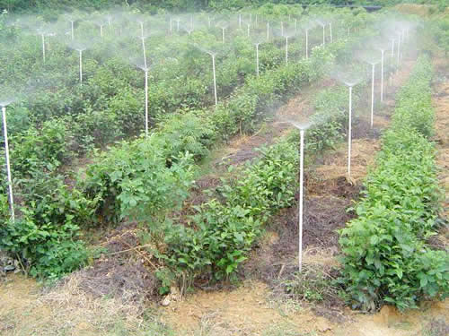 大田噴灌技術的特點